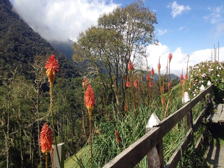 high altitude flowers