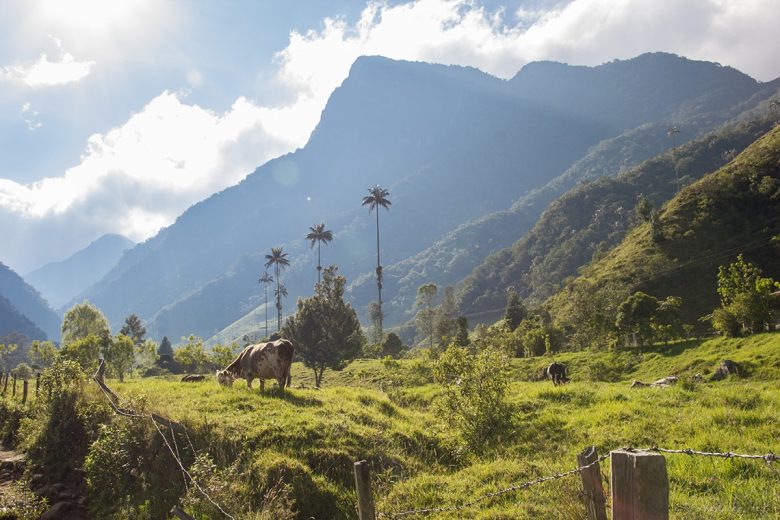 farms, hiking cocora valley, colombia