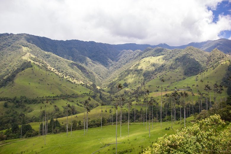 Cocora valley, Colombia