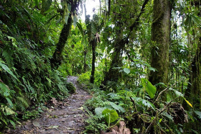 cloud forest, Mindo Ecuador