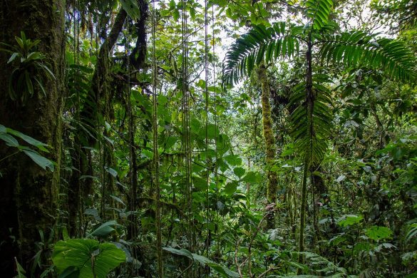 cloud forest, Mindo Ecuador