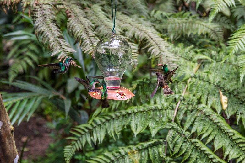 hummingbirds, Mindo Ecuador