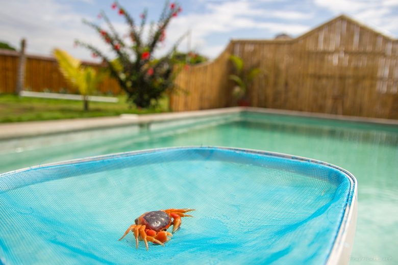 crab in swimming pool