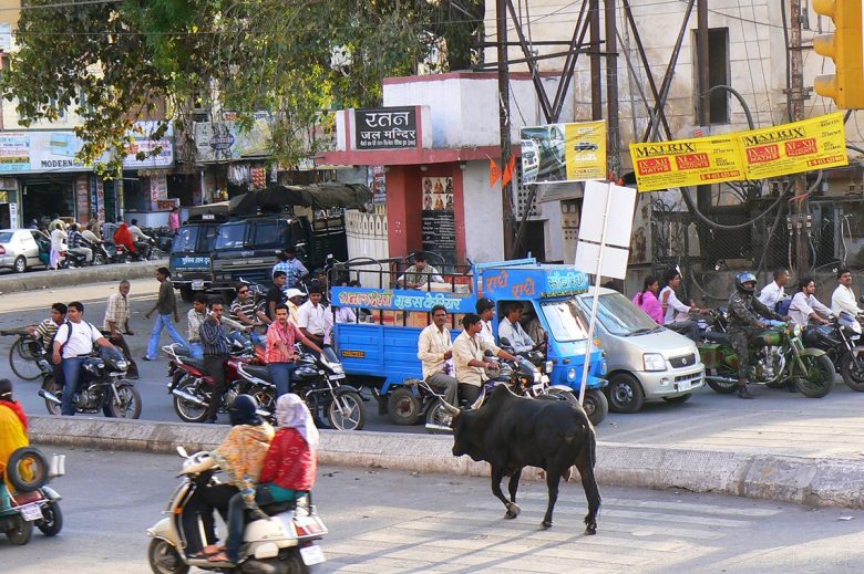 dodging cows on the road becomes a daily activity