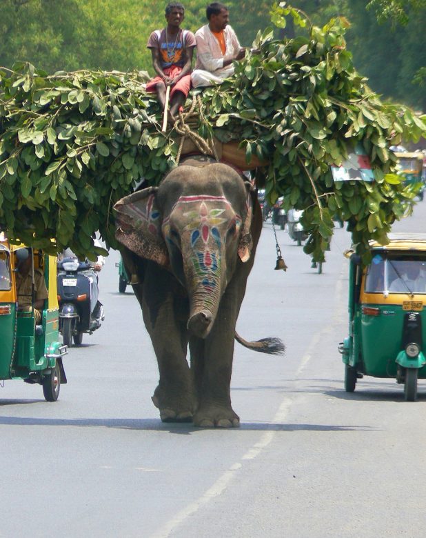 suddenly there is an elephant on the road...