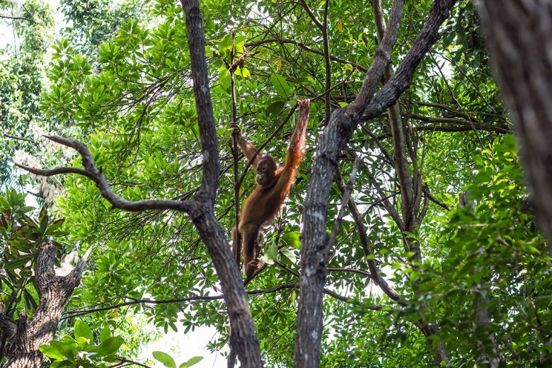 ORANGutan, borneo