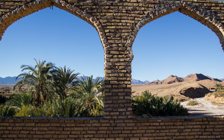 palm tress in the desert