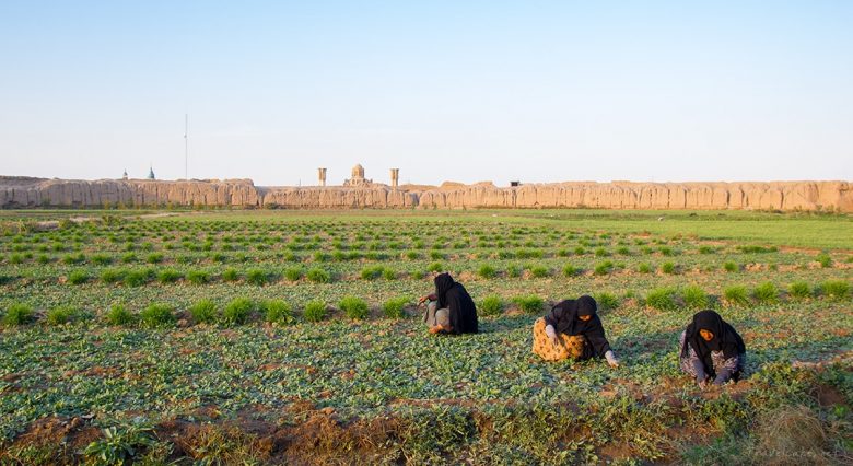 farmland hidden inside an old fortress in Kashan