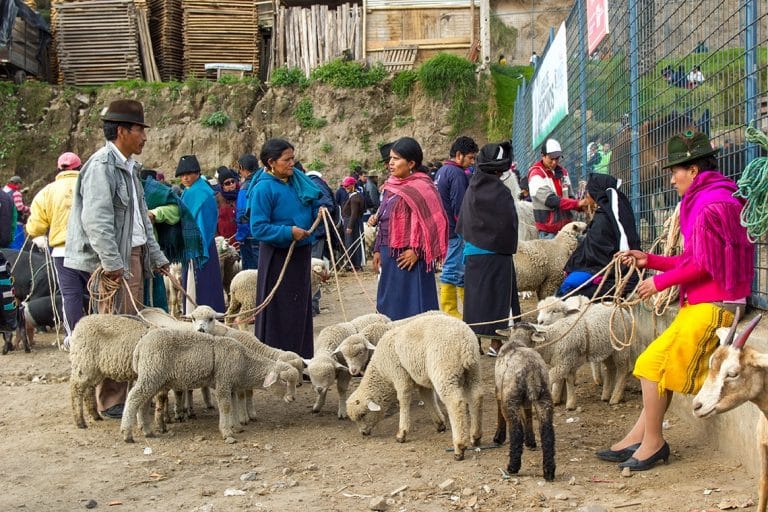 Otavalo, animal market, Ecuador