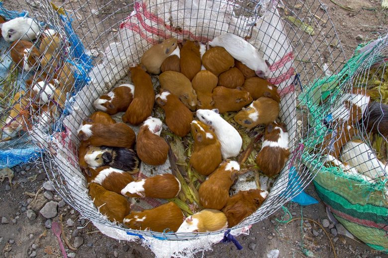 Otavalo, animal market, Ecuador