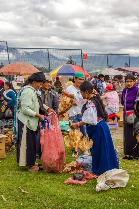Otavalo, animal market, Ecuador