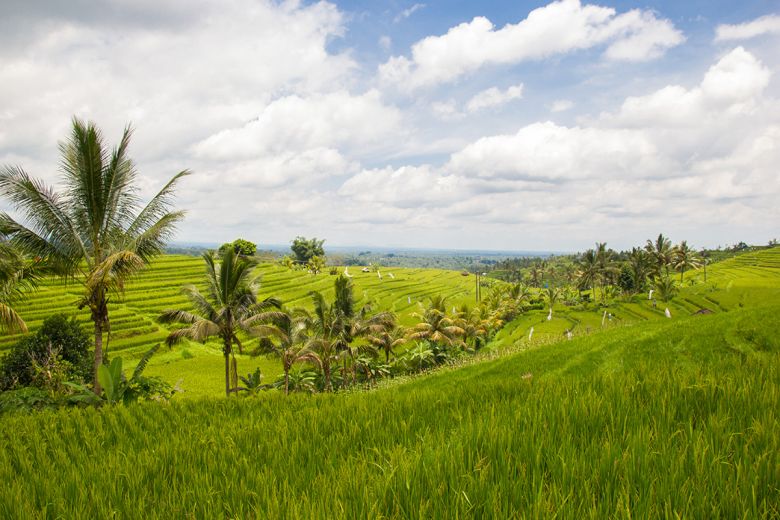 rice terrace jatiluwih Bali