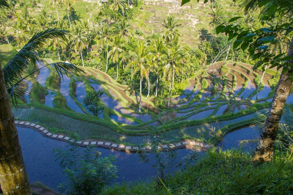 rice terrace Ubud. 2017 travel wish list