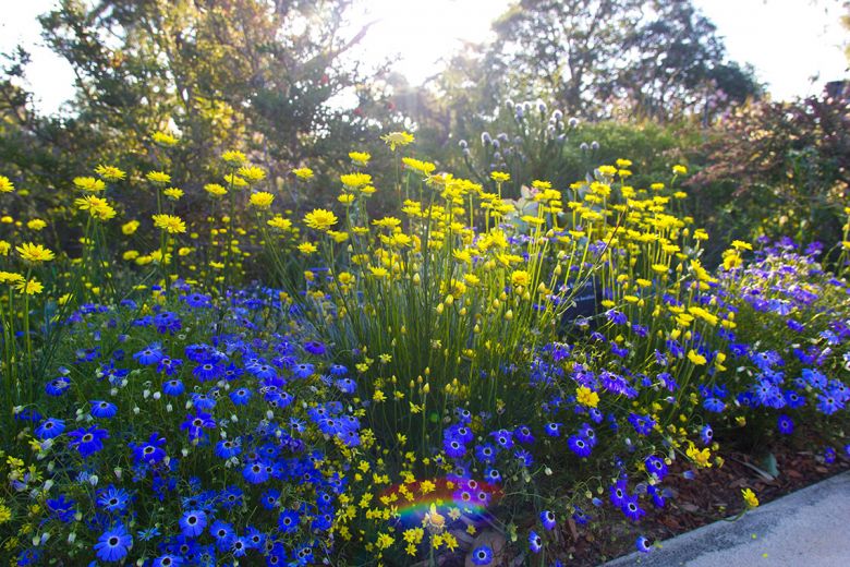 spring, wild flowers