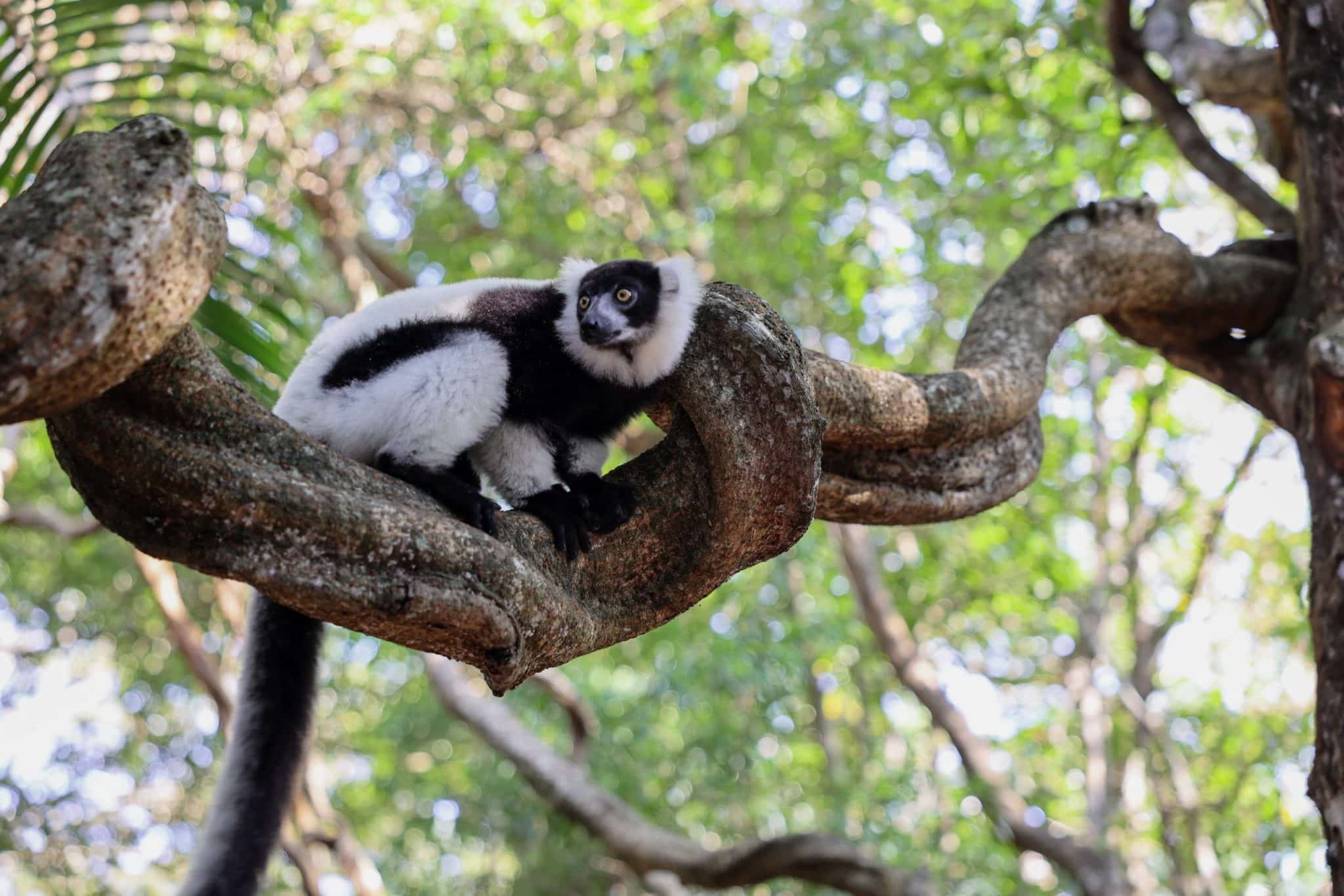 Lemur Madagascar