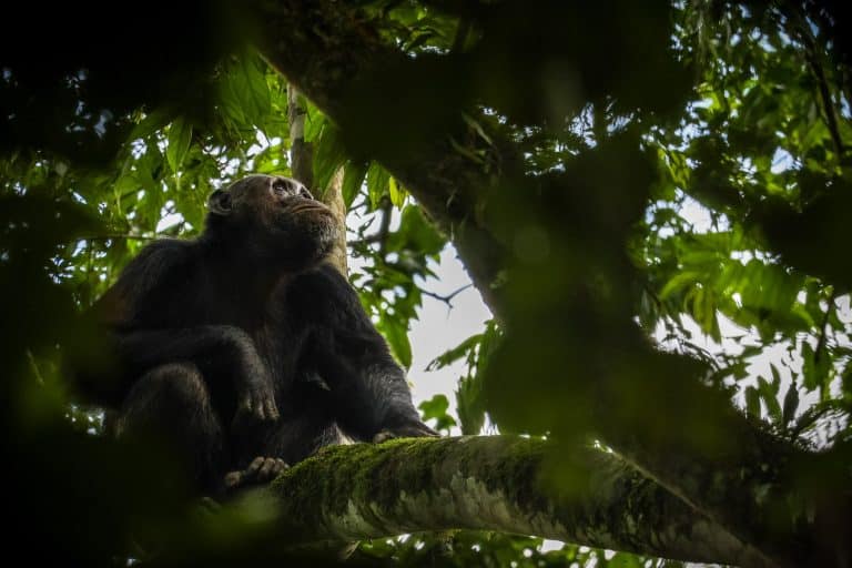 Chimpansee in Nyungwe Rwanda