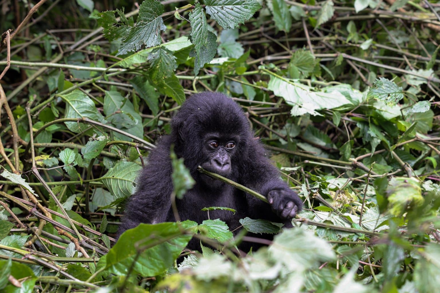 Baby gorilla Rwanda