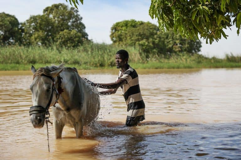Horse wash