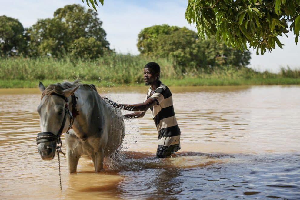 Horse wash