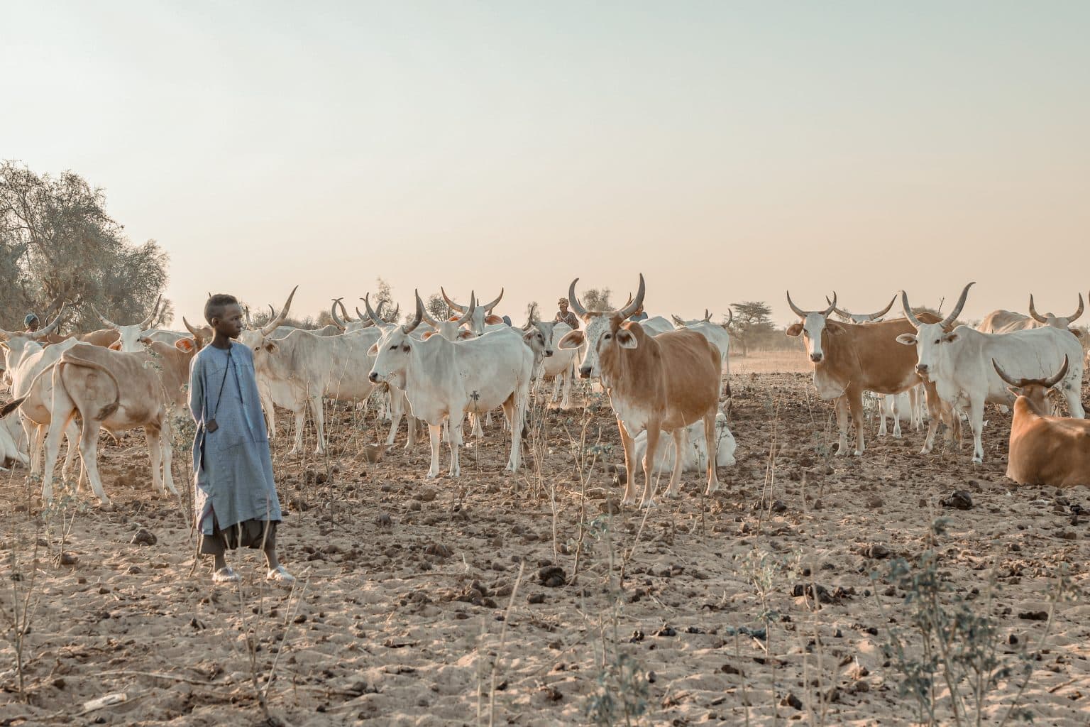 Guardian of the Zebu