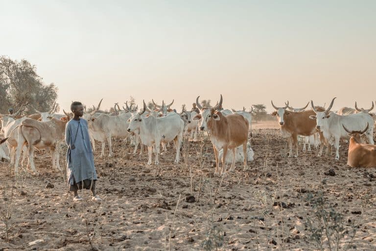 Guardian of the Zebu