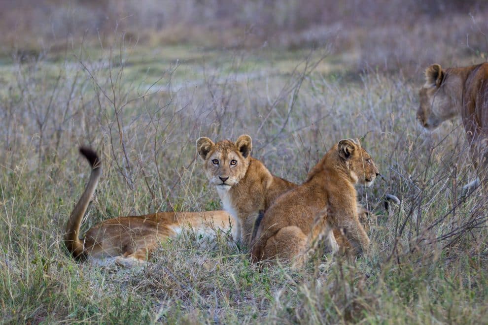 Lion cubs Tanzania