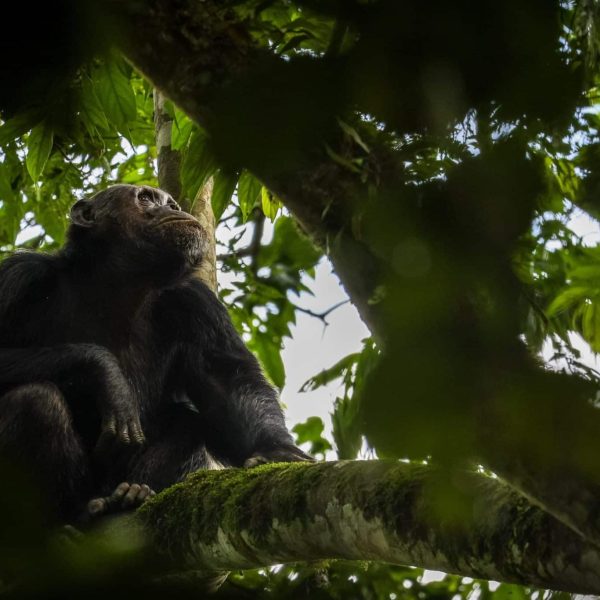 Chimpansee in Nyungwe Rwanda